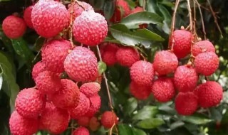 荔枝酒泡太久还可以喝吗（荔枝酒泡太久还可以喝吗为什么）