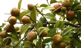 油茶是什么 油茶是什么科