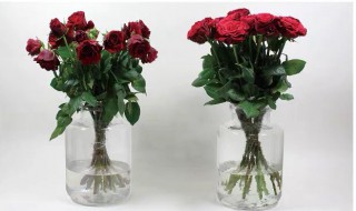 鲜花保鲜剂介绍（鲜花保鲜剂主要成分）