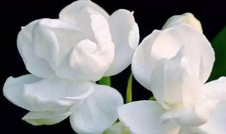 茉莉花驱蚊子吗（茉莉花可以驱蚊子）