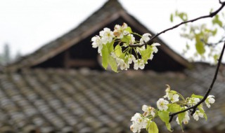 如何介绍清明节 如何介绍清明节用自己的话说