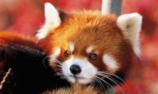 小熊猫是小浣熊吗 小熊猫是小浣熊吗图片