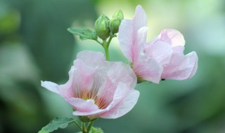 芙蓉花叶插方法 芙蓉花如何叶插