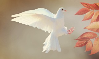 鸽子象征（鸽子象征和平的由来）