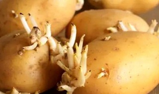 什么程度的土豆算发芽 土豆到什么程度算发芽