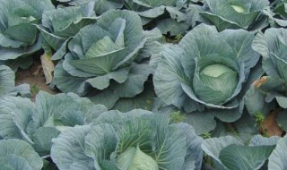撇了菜是什么菜（撇了菜是什么菜食用方法）