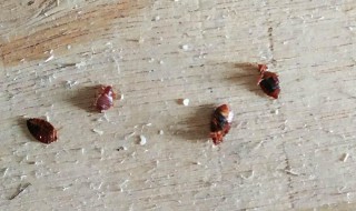 家里有臭虫怎么根除 如何根除家里的臭虫