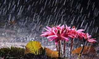 几月份是梅雨季节（几月份是梅雨季节的节气）