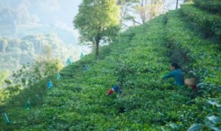 易武茶特点（高杆易武茶特点）