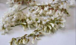 槐花怎样长期保鲜（槐花怎样长期保鲜储存）