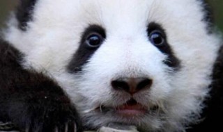 熊猫有几个品种（中国大熊猫有几个品种）