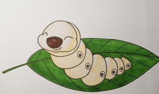 怎样辨别蚕的公母（怎样辨别蚕的公母视频）