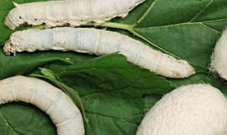 蚕宝宝破茧后怎么处理（蚕宝宝破茧后怎么处理好）