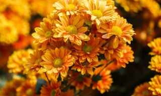 干菊花里面的小黑虫怎么去掉 怎样去除菊花上的黑色虫子