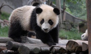 小熊猫是什么 小熊猫是什么车