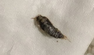 家里小黑虫怎么来的（家里小黑虫子怎么来的）