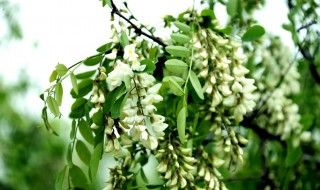 梦见槐花开满树是什么意思 梦见槐花开满树是什么意思周公解梦
