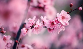 家里养梅风水不吉利（家里养梅风水不吉利怎么破解）