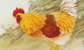 家里进鸡代表什么预兆（家里进鸡代表什么预兆,可以杀吗）