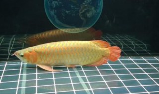 金龙鱼喂食什么最好（金龙鱼喂食什么最好吃）