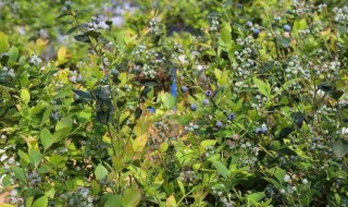 蓝莓用什么土壤种植好（蓝莓用什么土壤种植好呢）