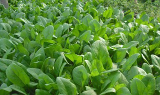 菠菜种植为什么要浸种 菠菜种植为什么要浸种呢