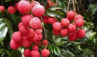 荔枝吃不完怎么保存（荔枝吃不完怎么保存时间长一点）