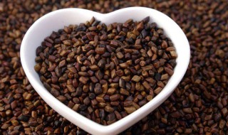 决明子减肥茶（决明子减肥茶的配方）