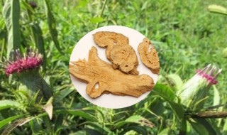 白术什么人不能吃 三种人坚决不能吃白术,哪些人可以吃白术