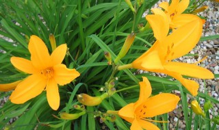 黄花菜有没有毒 黄花菜有没有毒性