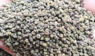 吴茱萸可以吃吗（吴茱萸可以吃吗?）