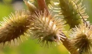 苍耳子适合什么人吃 苍耳子能吃