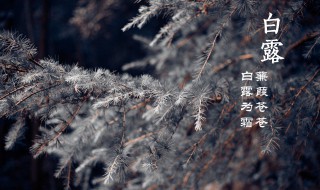 白露饮食适宜吃什么 白露饮食适宜吃什么食物