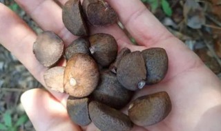 茶籽芯的功效与作用（茶籽芯的功效与作用图片）