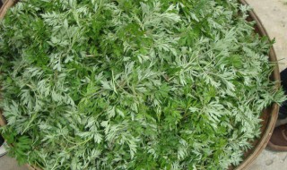 茵陈的药用价值 茵陈的药用价值是什么