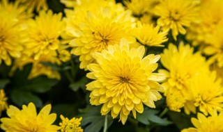 胖大海和菊花可以一起泡吗 菊花能和胖大海一起泡吗
