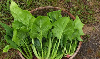 菠菜的禁忌人群（菠菜饮食禁忌）