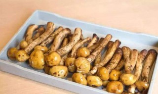 九龙虫一天吃几个最佳 九龙虫一次吃多少合适