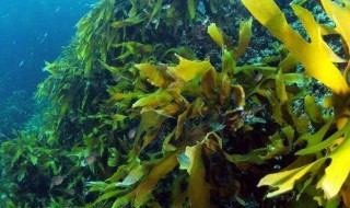 海藻功效（坤布海藻功效）