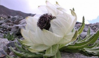 雪莲花的功效与作用吃法 雪莲花的功用是什么?怎么吃?