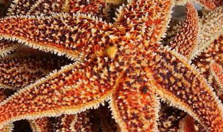 海星壮阳吗（海星可以壮阳吗）