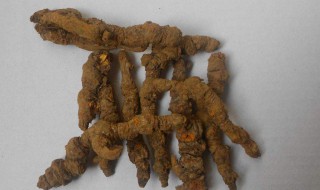 黄连的功效和作用 黄芪功效与作用的功能与主治