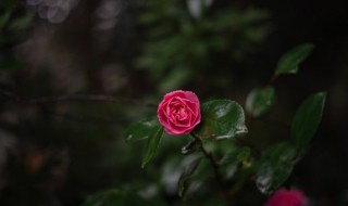 山茶花的作用 白色山茶花的作用