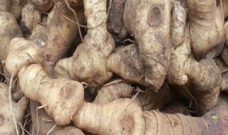 黄精怎样食用 黄精怎样食用功效好