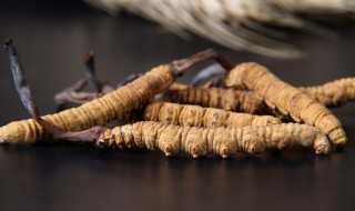 冬虫夏草的功效与作用及适用人群（冬虫夏草功效与作用及禁忌人群）