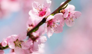 桃花能减肥吗（桃花瘦减肥有效吗）