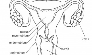 怎样保养卵巢 怎样保养卵巢延缓女性衰老