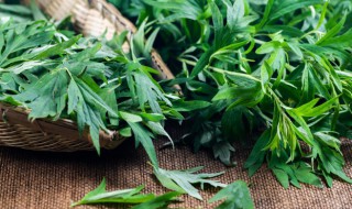 艾草熏蒸的功效与作用（艾草熏蒸的功效与作用是什么）