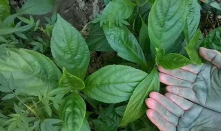 板蓝根可以天天喝吗 板蓝根可以天天喝吗 百度解答