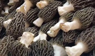 羊肚菌功效 羊肚菌功效和作用吃法